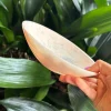 NASHI Everyday Small Bowl BLUSH