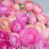 Ranunculus